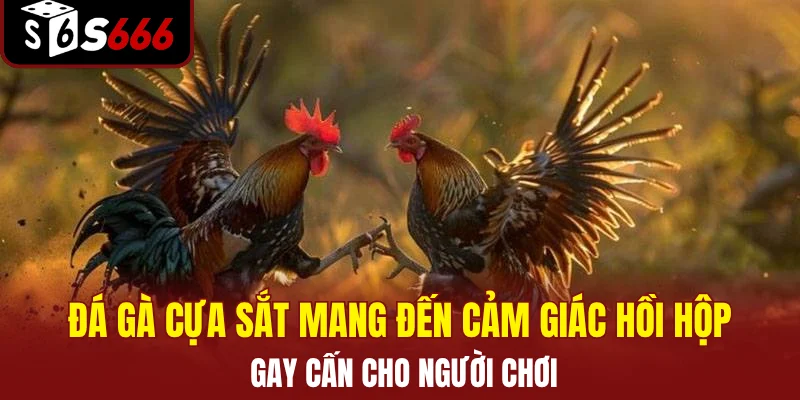 Đá gà cựa sắt mang đến cảm giác hồi hộp, gay cấn cho người chơi