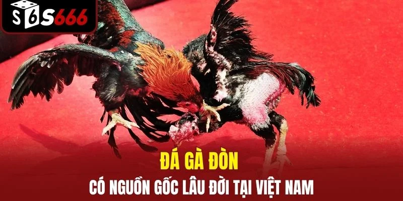 Đá gà đòn có nguồn gốc lâu đời tại Việt Nam
