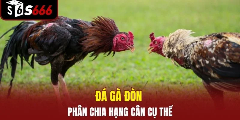 Đá gà đòn phân chia hạng cân cụ thể